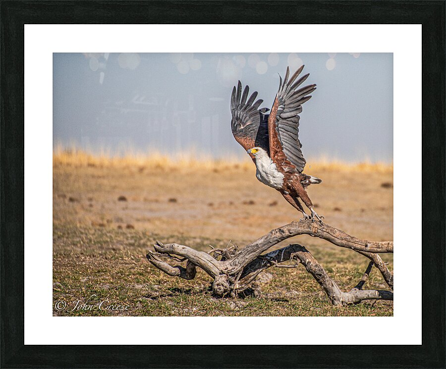 African Fish Eagle Picture Frame print