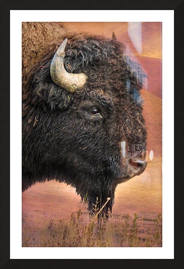 Yellowstone Bison Portrait Picture Frame print