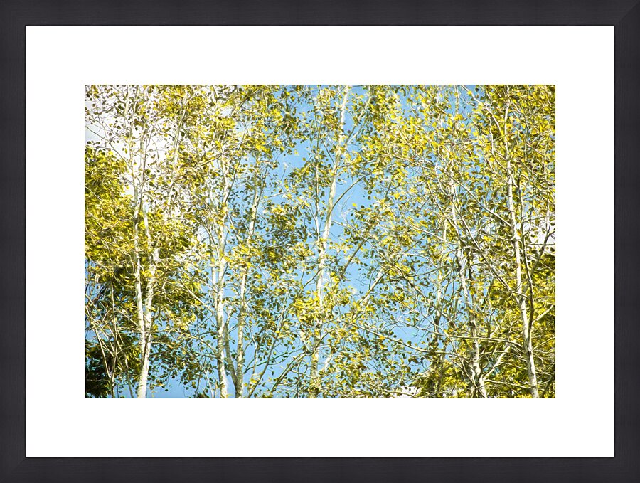 Aspen and Blue Skies  Framed Print Print