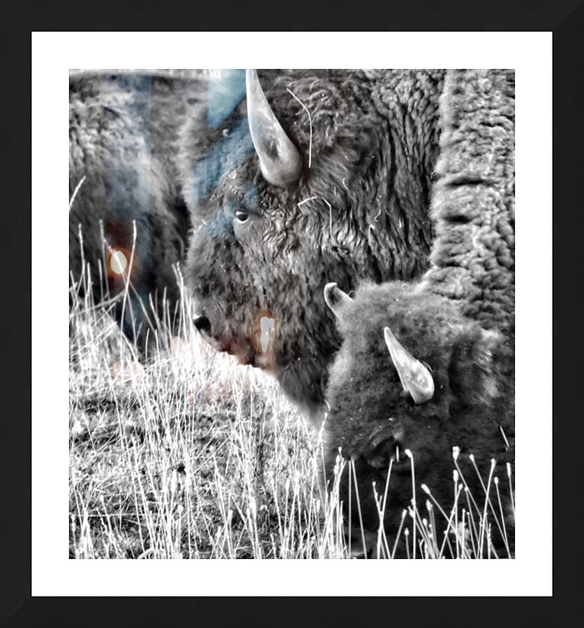 Yellowstone Buffalo in Black and White Picture Frame print