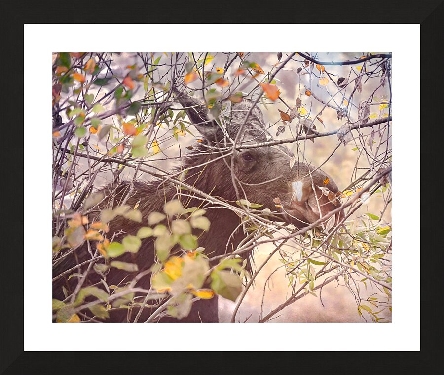 Teton Moose in the Bushes Picture Frame print