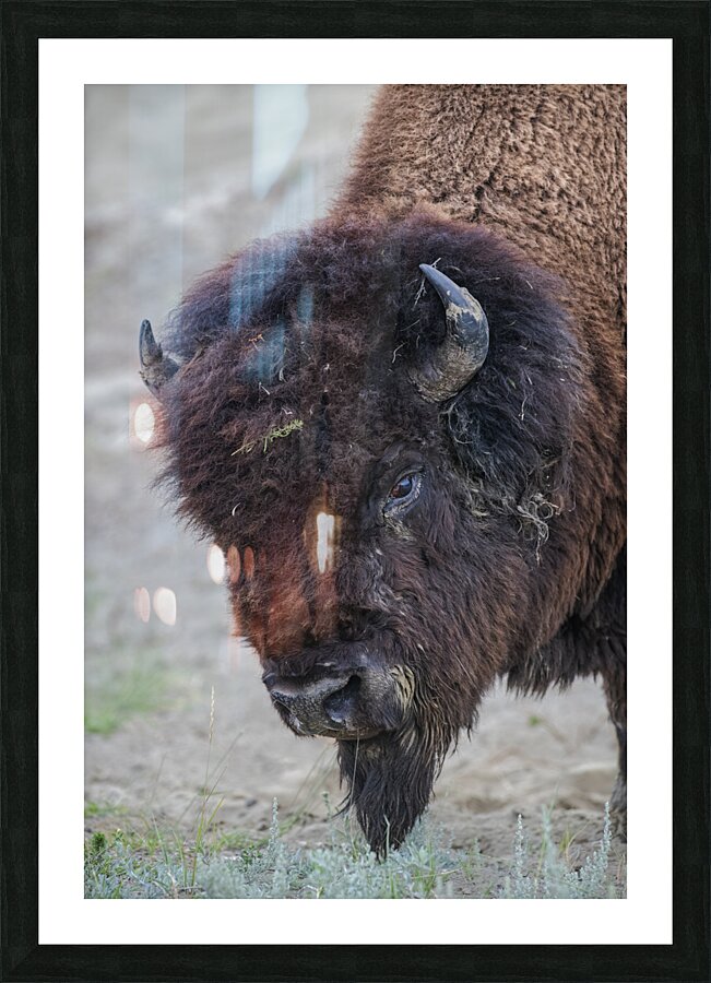 Buffalo head Picture Frame print