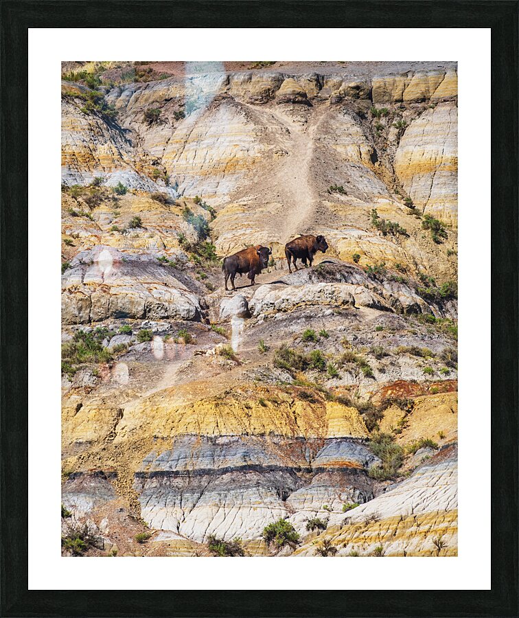 Badlands Bison Picture Frame print