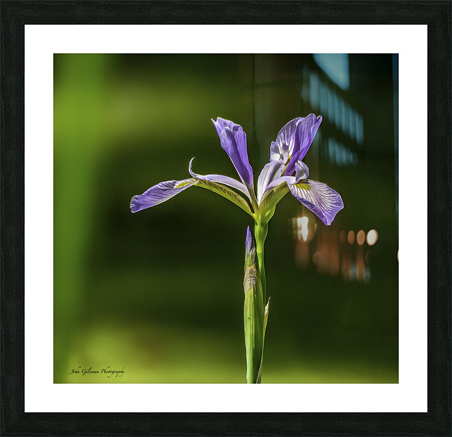 10076 Blue Iris  Picture Frame print