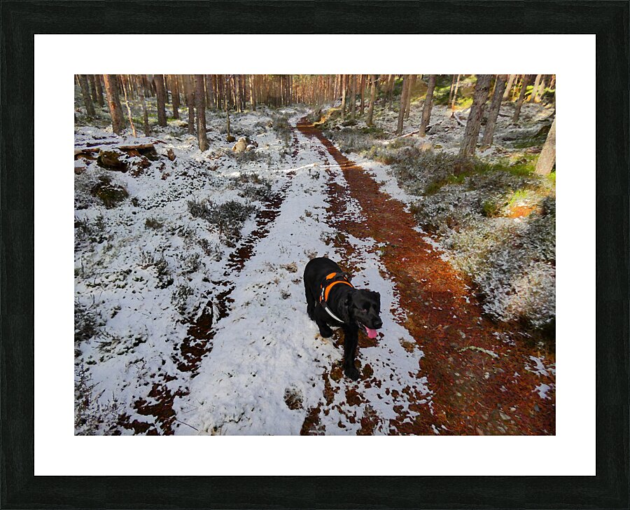  A Winters Walk in the Woods in the Scottish Highlands Picture Frame print