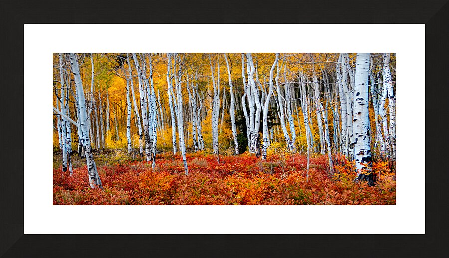 Colorado Autumn Aspens Picture Frame print