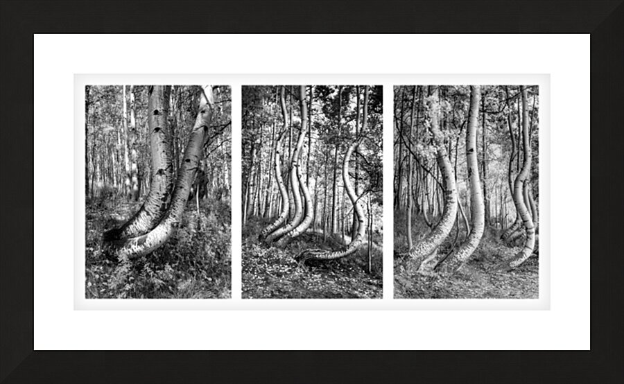 Curved Aspens near Telluride Colorado Picture Frame print