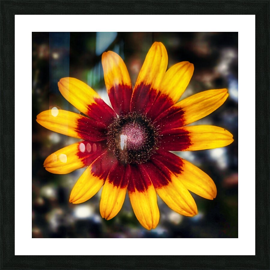 Symphony of Petals - Maine Botanical Wall Art Picture Frame print