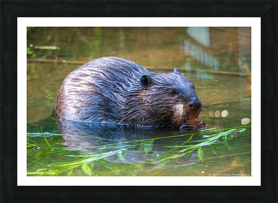 Hungry Beaver  Framed Print Print