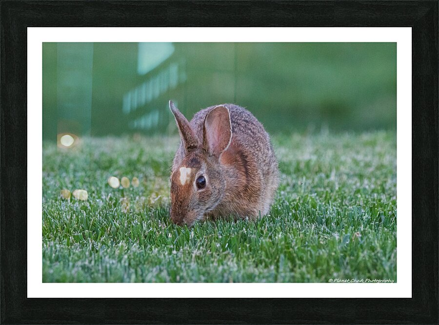 Backyard Bunny - Eye On Me  Framed Print Print