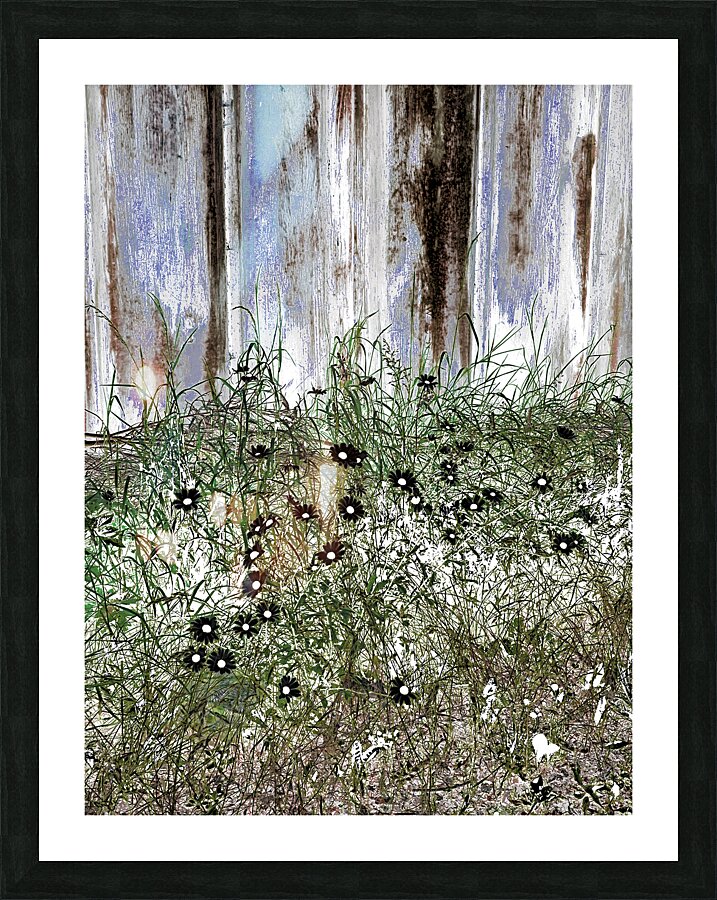 Summer Daises and Grass Picture Frame print