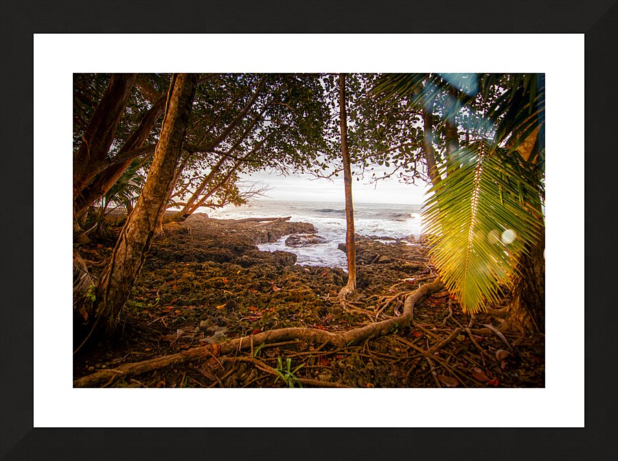 Meandering through the Costa Rica Jungle Beach  Framed Print Print