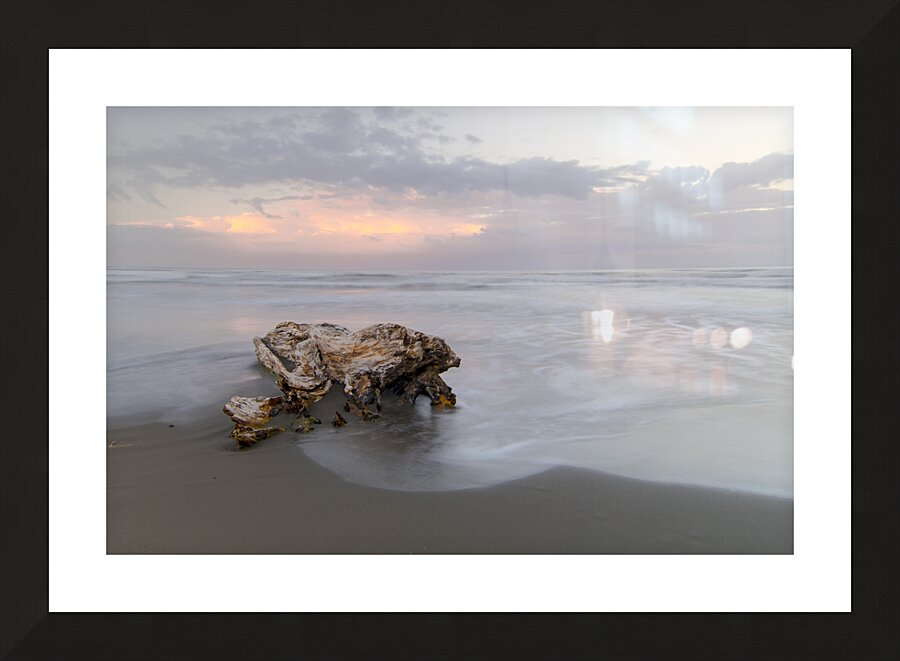 Caribbean Driftwood and Black Sand Beach  Framed Print Print