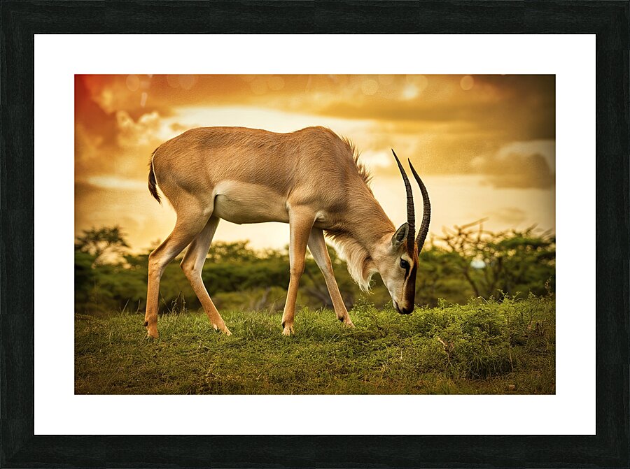 Safari Picture Frame print