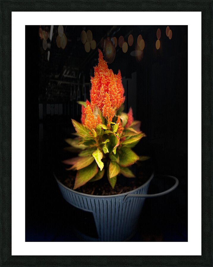 Summer Plant in a Tub  Picture Frame print