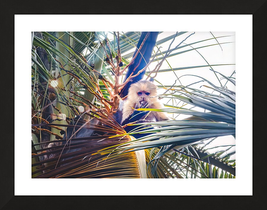 Costa Rica Monkey Finger Licking Good  Framed Print Print