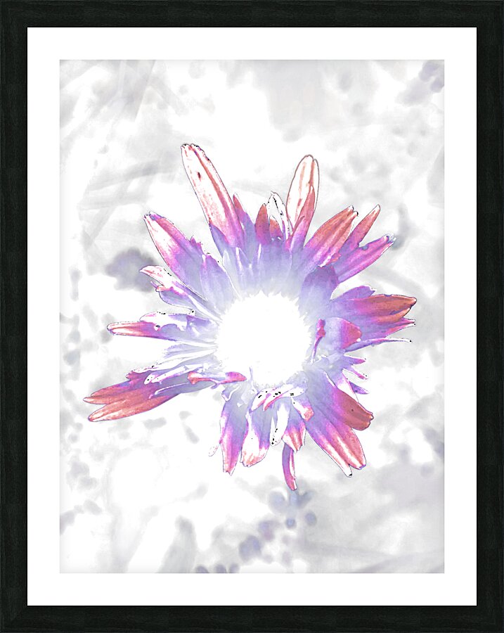 Abstract Purple and Pink Daisy Flowers Light  Picture Frame print