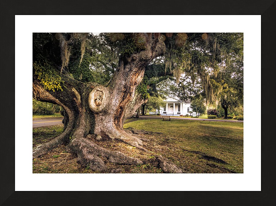 McClellanville Deerhead Live Oak Tree Picture Frame print