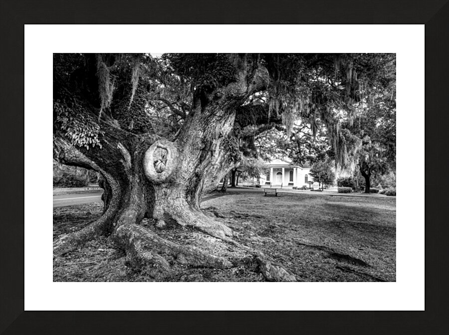 McClellanville Historic Live Oak Tree Picture Frame print