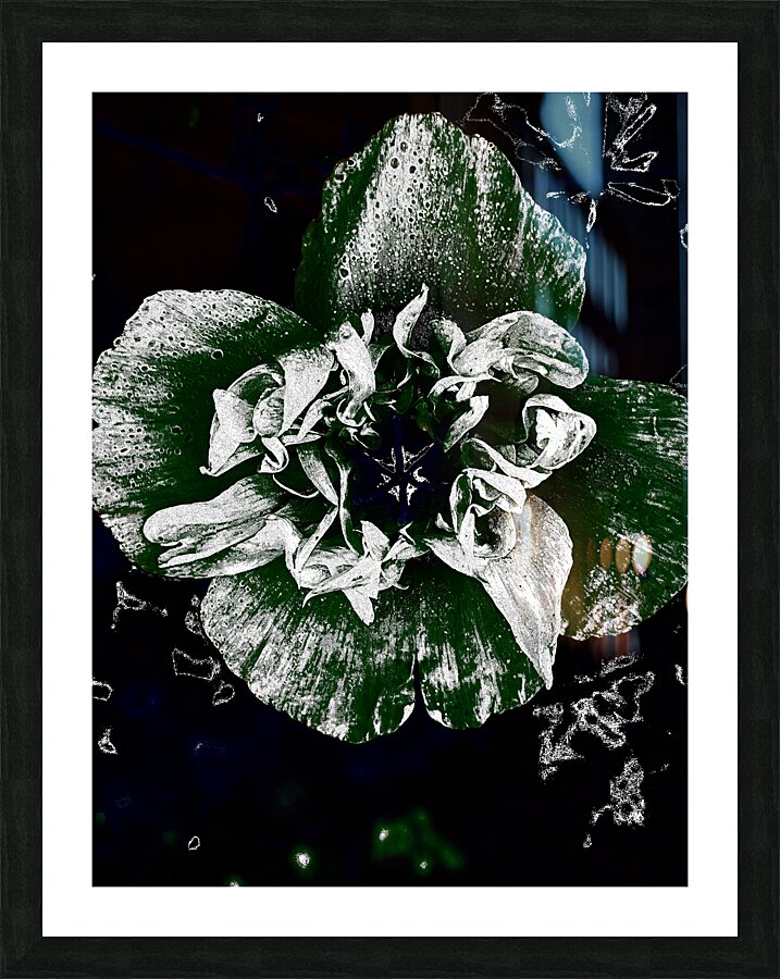 Abstract Dark Poppy Flower Picture Frame print