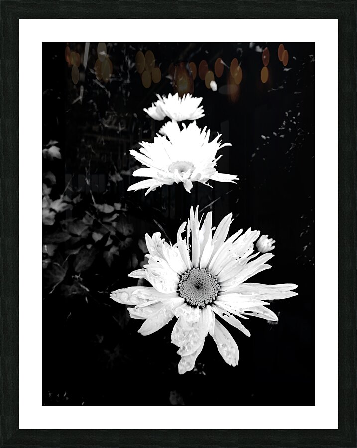 Daisy Flowers in High Contrast Black and White Picture Frame print