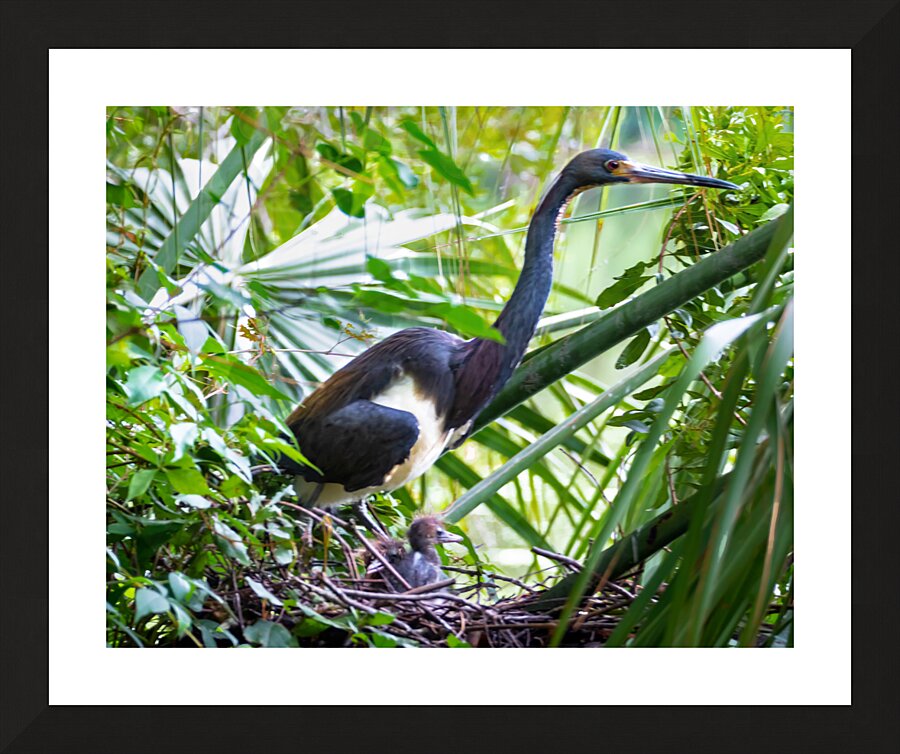 Tri-colored Heron Nesting Picture Frame print