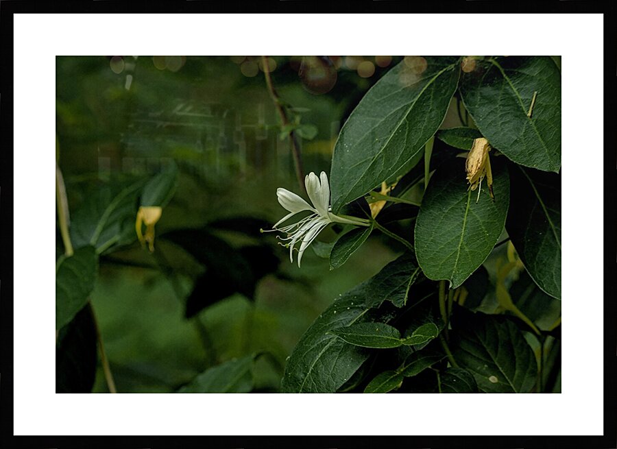 2024 Portfolio 16 Picture Frame print