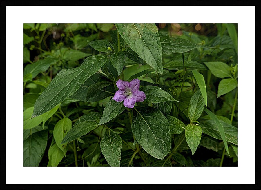 2024 Portfolio 38 Picture Frame print