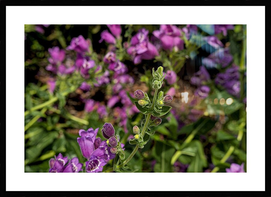 2024 Portfolio 4 Picture Frame print