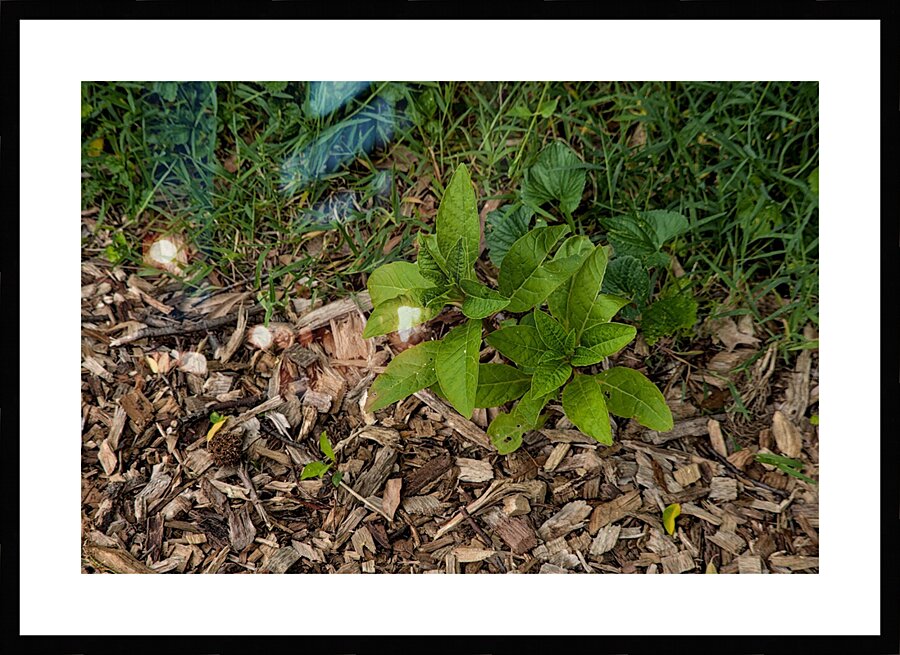 2024 Portfolio 19 Picture Frame print