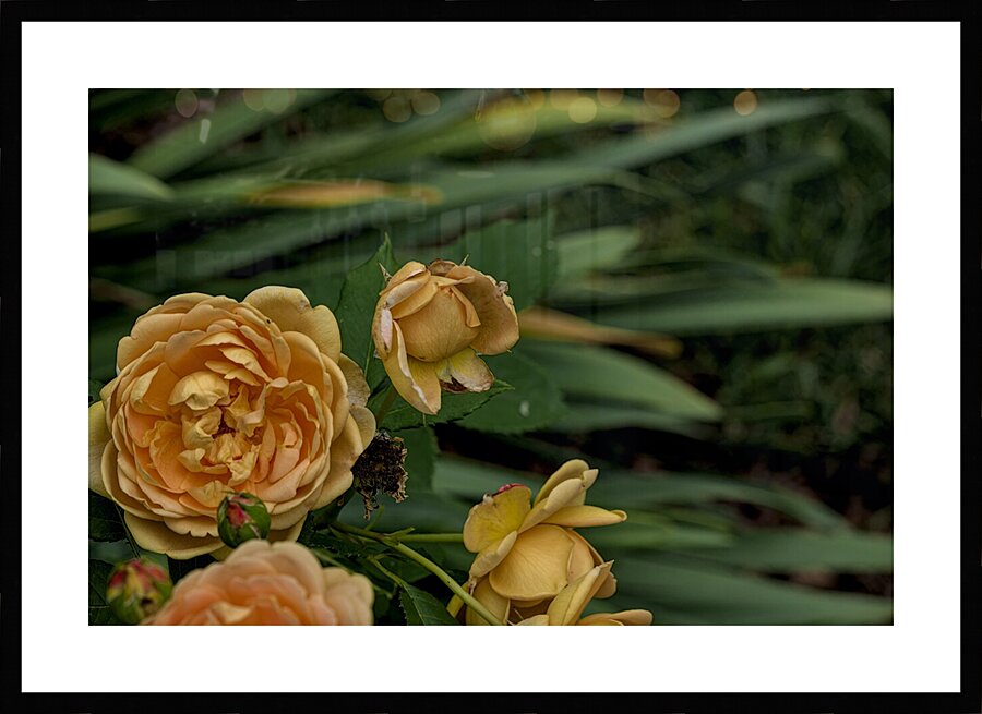 2024 Portfolio 20 Picture Frame print