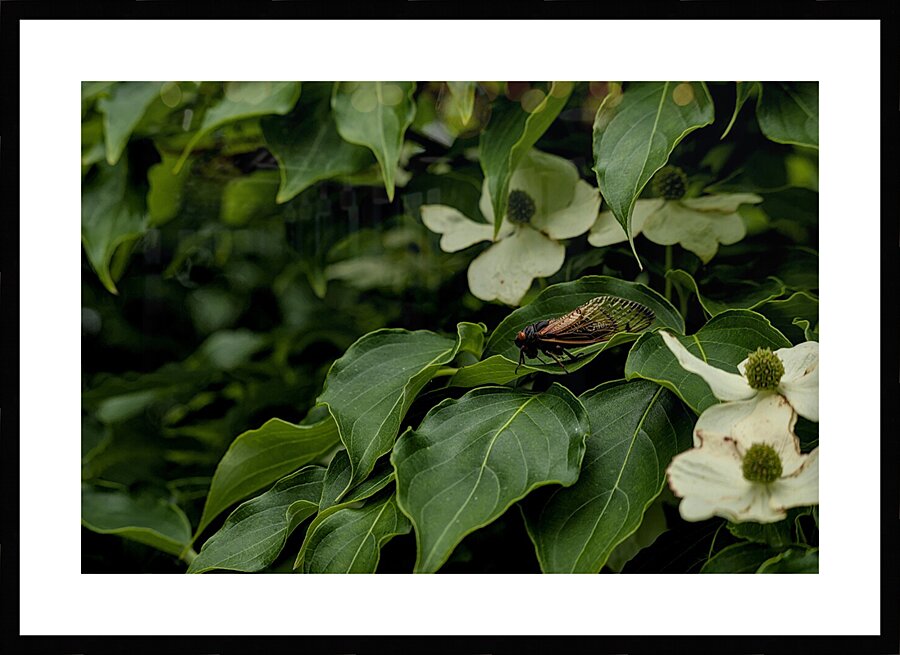 2024 Portfolio 25 Picture Frame print