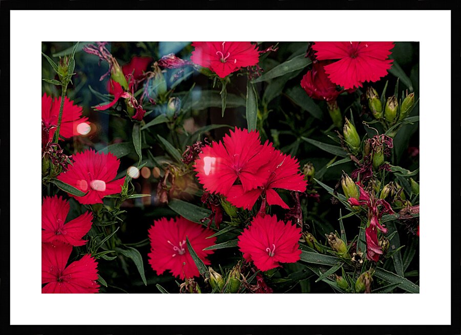 2024 Portfolio 39 Picture Frame print