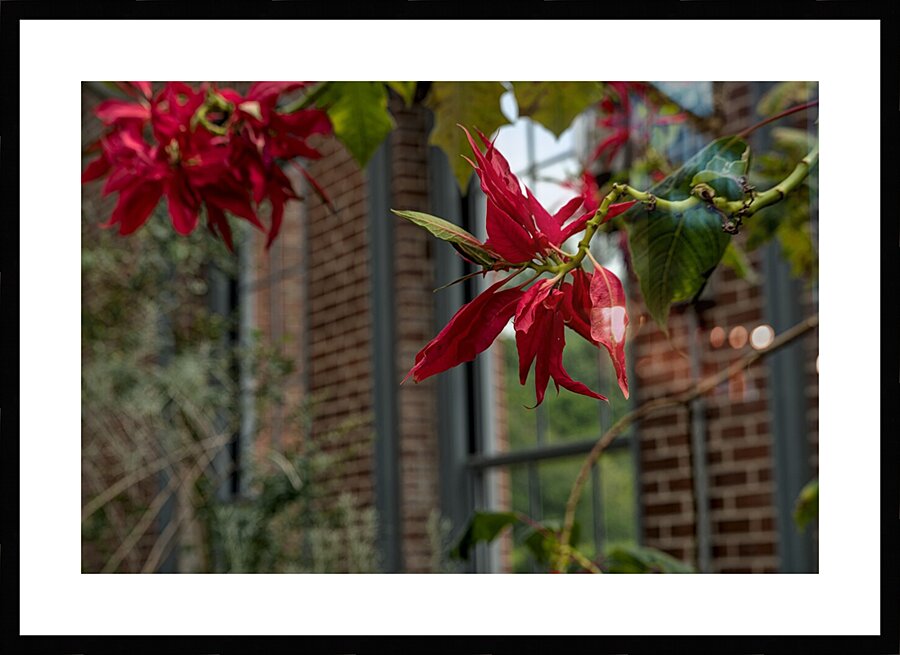 2024 Portfolio 1 Picture Frame print