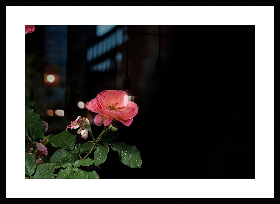 2024 Portfolio 34 Picture Frame print