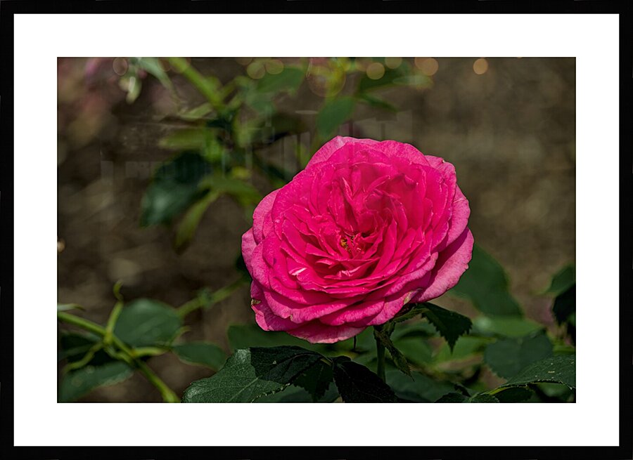 2024 Portfolio 38 Picture Frame print