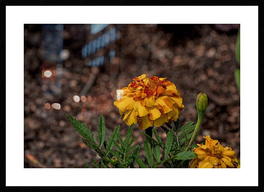 2024 Portfolio 45 Picture Frame print