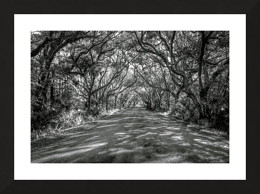 Botany Bay Tree Canopy in Black and White Picture Frame print