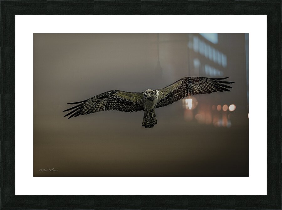 11075 Osprey at Altitude Picture Frame print