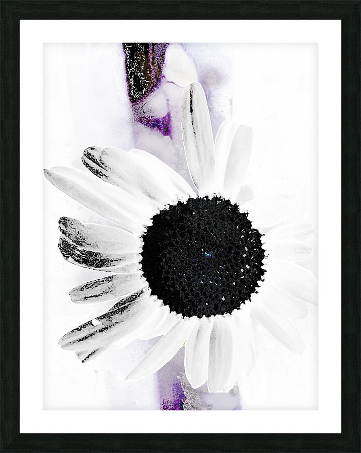 Abstract High Contrast Daisy Flower Picture Frame print