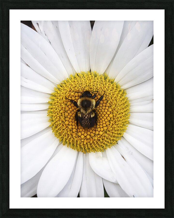 Bumble in the Middle - Maine Botanical Wall Art Picture Frame print