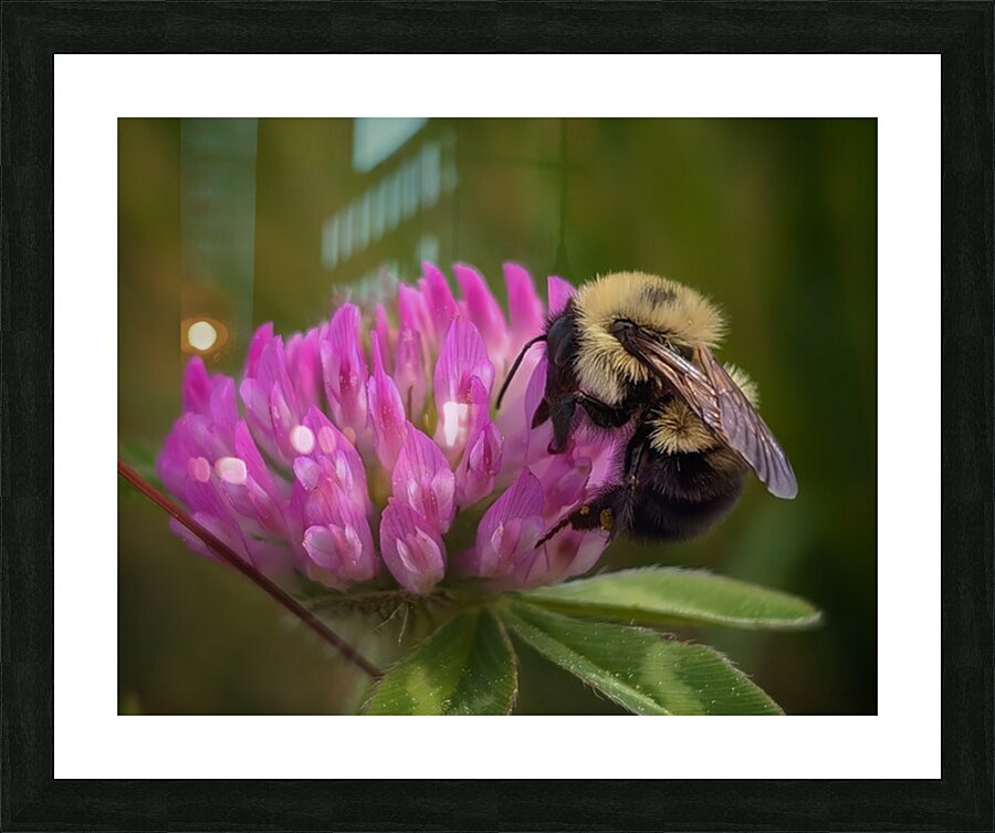 Bumbles Ballet - Maine Botanical Wall Art Picture Frame print