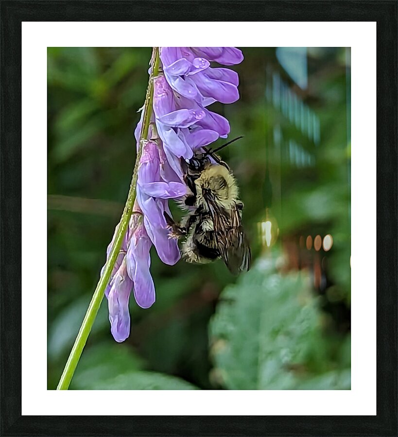 Nectar Dance - Maine Botanical Wall Art Picture Frame print
