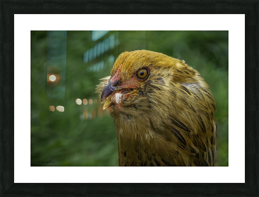 11315 A Real Cobra Chicken Picture Frame print