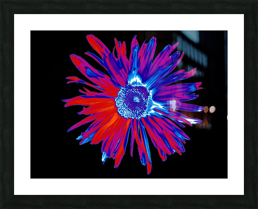 Abstract Brightly Coloured Daisy Flower Picture Frame print