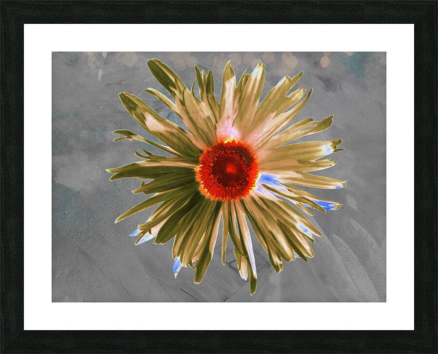 Abstract Vibrant Daisy Flower on a Grey Abstract Background Picture Frame print