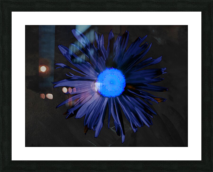  Abstract Blue Centred Daisy on a Dark Background Picture Frame print