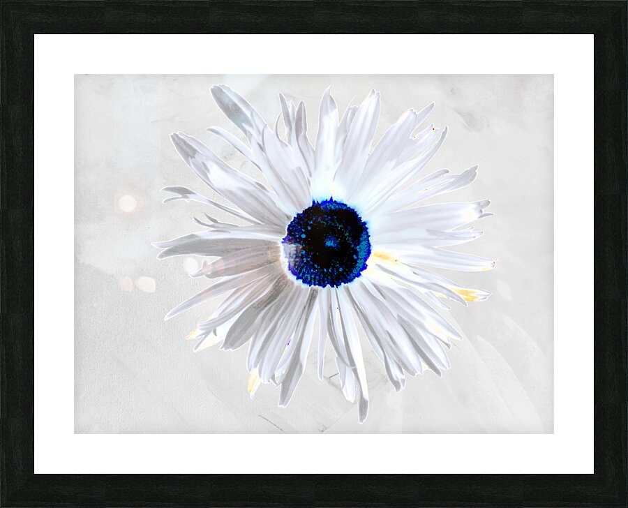Abstract Minimalist Daisy Flower Picture Frame print