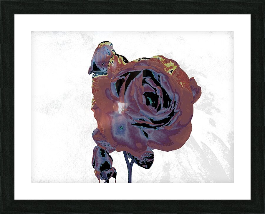 Abstract Dramatic  Rose Picture Frame print