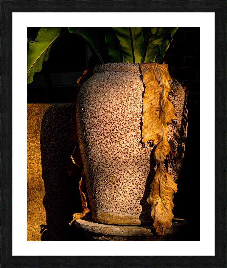 Birds nest fern Picture Frame print